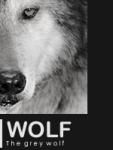 .:WOLF:.'s Avatar