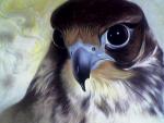  ARAB FALCON 