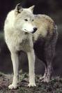 !!..Wolf's Avatar