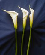  Calla Lily White 